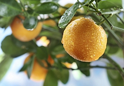 mandarijnen aan tak