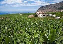 Bananenplantage La Palma (voor cms)